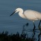 Little Egret, Conwy